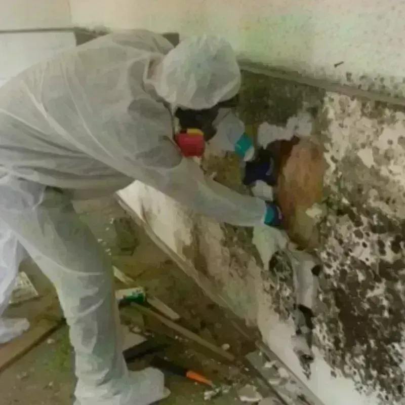 Mold Remediation and Removal in Scappoose, OR